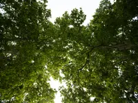 Les Artisans de L'Arbre Sarl