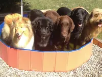 Nimalik Hundeschule & Hundepension