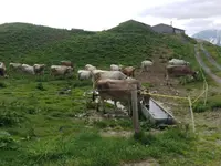 Servizi e lavori agricoli - Bassi Mirko