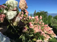 Royal Jardin sarl
