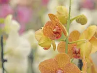 Jardinerie Fleuristerie Hämmerli SNC