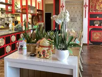 Lucky Bamboo