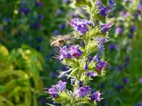 Wildblumendienst