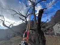 ONSFOREST Sagl