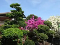 Kummer Gartenbau - Pflanzenoase