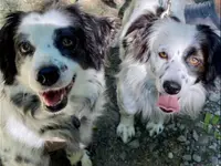 Hundephysiotherapie - PAWMATICS - Klicken Sie, um das Bild 9 in einer Lightbox vergrössert darzustellen