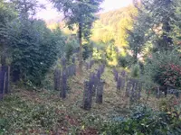 Forstunternehmung Jahn Rüegg
