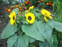 Willener Urs Gartenbau AG - Klicken Sie, um das Bild 3 in einer Lightbox vergrössert darzustellen