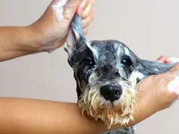 Hundesalon Pet Cut's