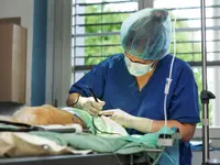 Dr. med. vet. Frey Artur