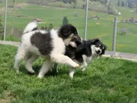 Tierheim Linth