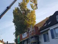 Baummaa Baumpflege GmbH