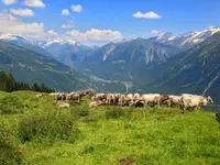 AZIENDA AGRICOLA ARCIONI LUIGI - Klicken Sie, um das Bild 1 in einer Lightbox vergrössert darzustellen