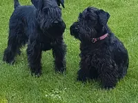 Hundesalon Toxi Horgen - Klicken Sie, um das Bild 2 in einer Lightbox vergrössert darzustellen