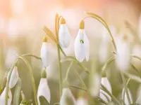 Dietz Gartenbau GmbH