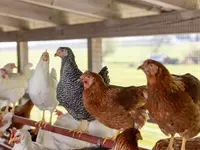 Soller Junghennen AG