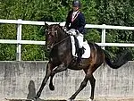 Fédération d'Elevage du cheval de sport CH