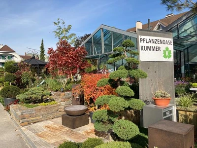 Kummer Gartenbau - Pflanzenoase