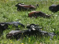 Ferme des Trontières Randogne