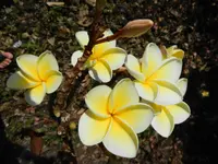 ALOHA MAI SAGL -  Lorenza Manetti