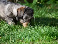 Società Protezione Animali Locarno e Valli