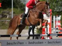 Fédération suisse du franches-montagnes (FSFM) / Schweizerischer Freibergerverband (SFV) - Klicken Sie, um das Bild 3 in einer Lightbox vergrössert darzustellen