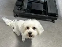 Hundesalon Isidora