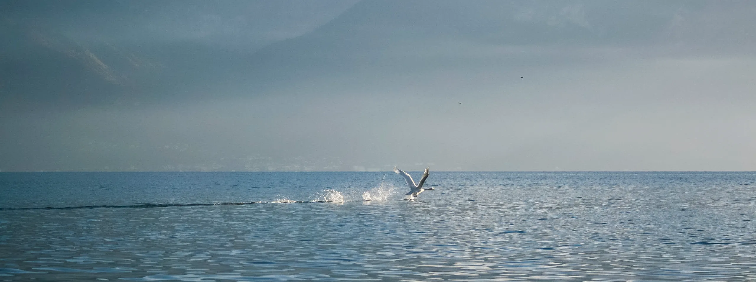 Pompes Funèbres du Léman Sàrl