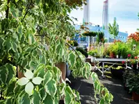 Garden Centre Meylan