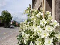 Schumacher Andi Gartenbau GmbH