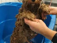 Agota's Hundesalon