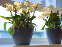 Blumen Blättler