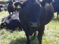 Viande des 2 Ruz Sàrl - Klicken Sie, um das Bild 2 in einer Lightbox vergrössert darzustellen