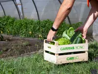 Azienda Agricola CATIBIO di Caritas Ticino - cliccare per ingrandire l’immagine 2 in una lightbox