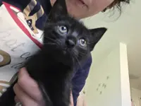 Studio Veterinario Ghiringhelli