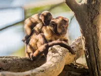 Zoo al Maglio - Neggio - Klicken Sie, um das Bild 20 in einer Lightbox vergrössert darzustellen