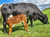 Gast & Landwirtschaft Guldenthal
