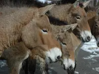Zürcher Tierschutz