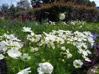 Gander Gartenbau