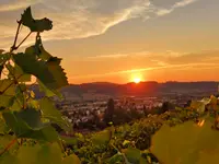 Weinbau Kaiserspan