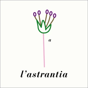 L'Astrantia