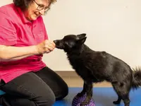 Hund in Balance Hundephysiotherapie
