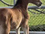 Fédération d'Elevage du cheval de sport CH