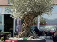 Buissonin Giardini