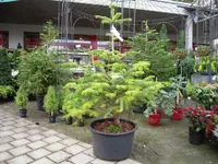 hollenstein blumengarten ag, Blumenshop, Gärtnerei, Gartenbau