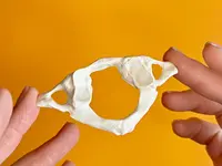 a t l a s a t e l i e r  Praxis für Atlaslogie  Simone Witzig