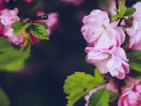 Mathisgarten GmbH - Klicken Sie, um das Bild 7 in einer Lightbox vergrössert darzustellen