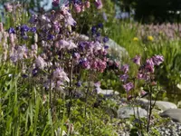 Wild Gartenbau AG - Klicken Sie, um das Bild 9 in einer Lightbox vergrössert darzustellen