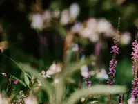 Dietz Gartenbau GmbH
