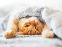 Dogcat-Shop